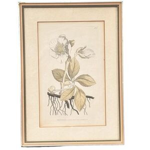 Vintage Decorative Botanical Framed Matted Wall Art Print. Home Decor.